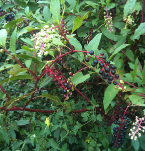 Polk Berries Inspire Classic Legacy custom gifts