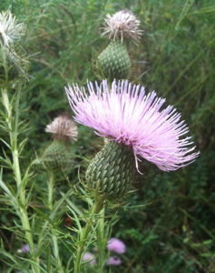 Thistle in Bloom Inspire Classic Legacy Custom Gifts