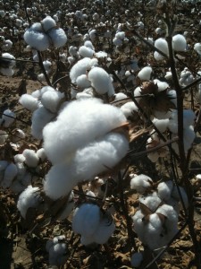 Cotton Fields along the way for Classic Legacy Custom Gifts Business Trip