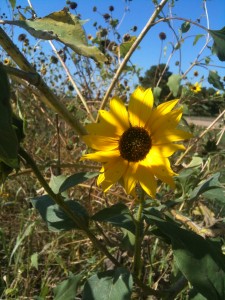 Sunflower in Cotober 2011