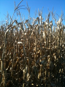 Cornfields in Missouri ready for harvest.