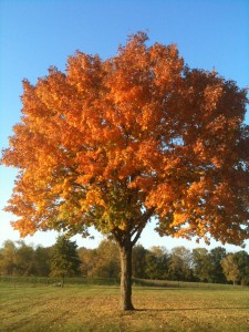 Autumn Tree at the Jones Farm Oct. 2011