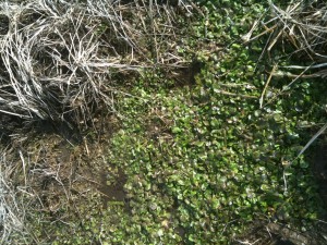 Watercress in the middle of brown winter grass.
