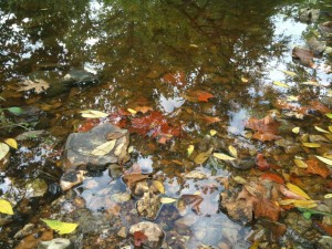 Fall Leaves on the New Rain in the Creek