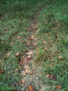 The "Cow Path" in the woods