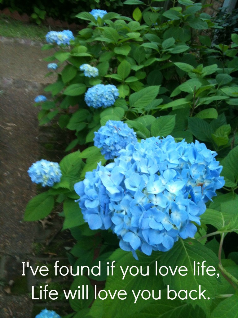 I've Found if you love life Life will love you back.jpg