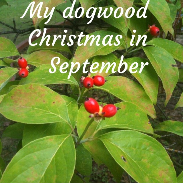 Dogwood Christmas in September